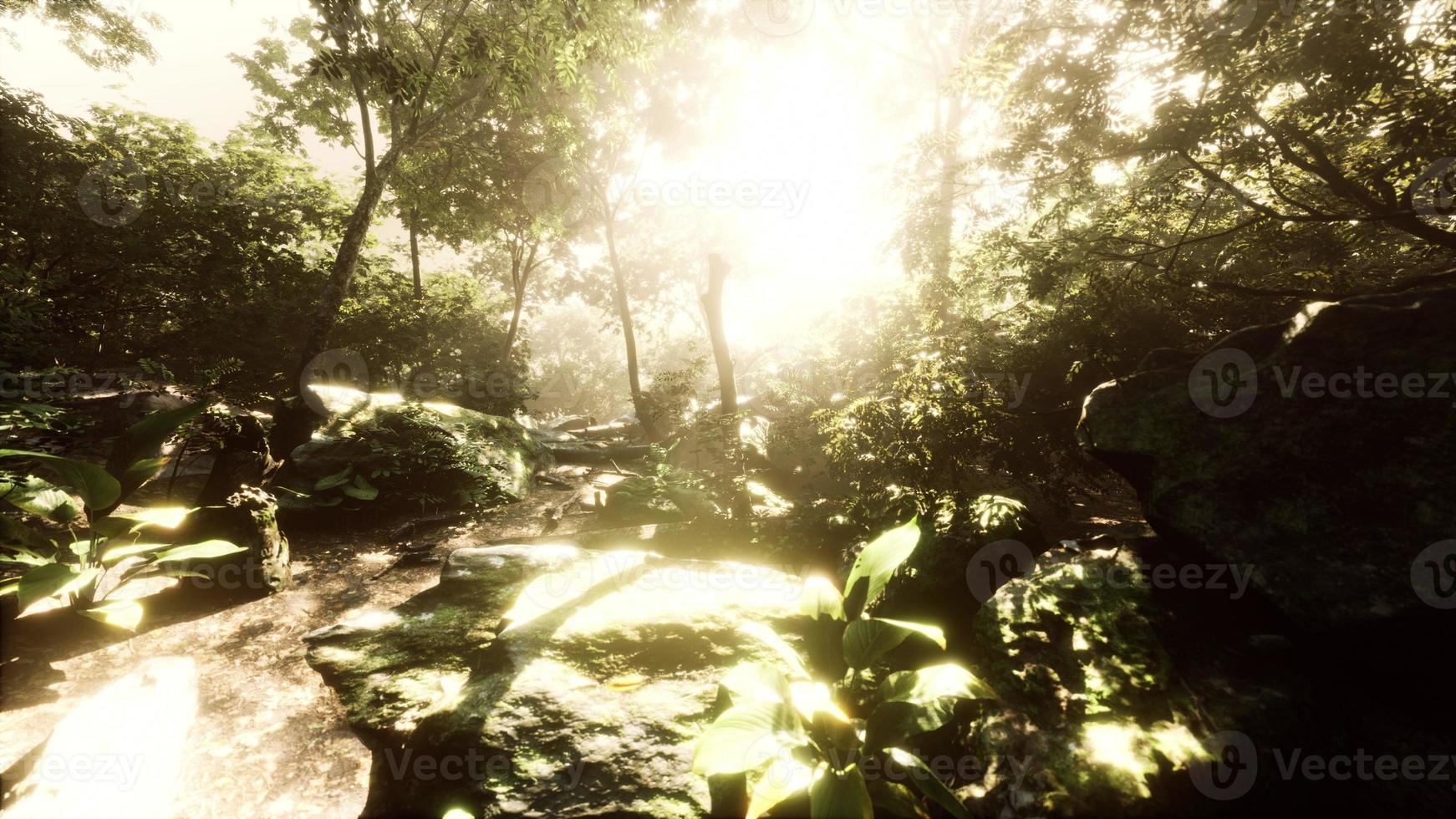 High Humidity In Jungle Rainforest in foggy day Timelapse photo