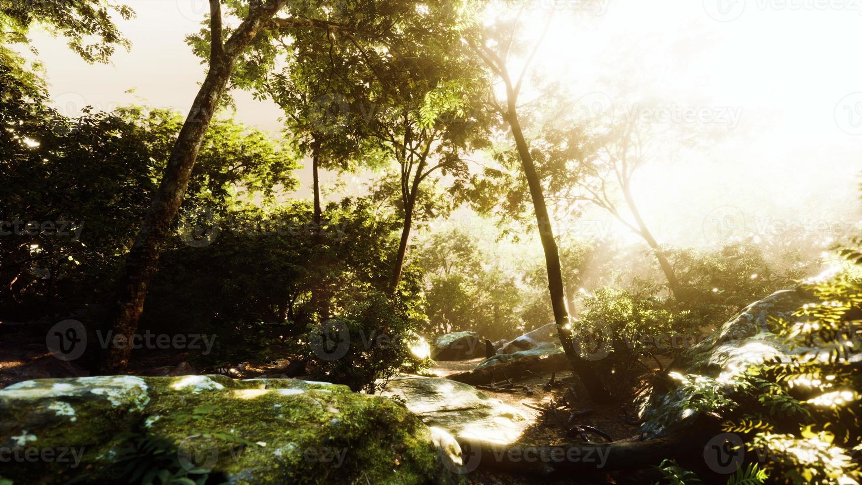 High Humidity In Jungle Rainforest in foggy day Timelapse photo