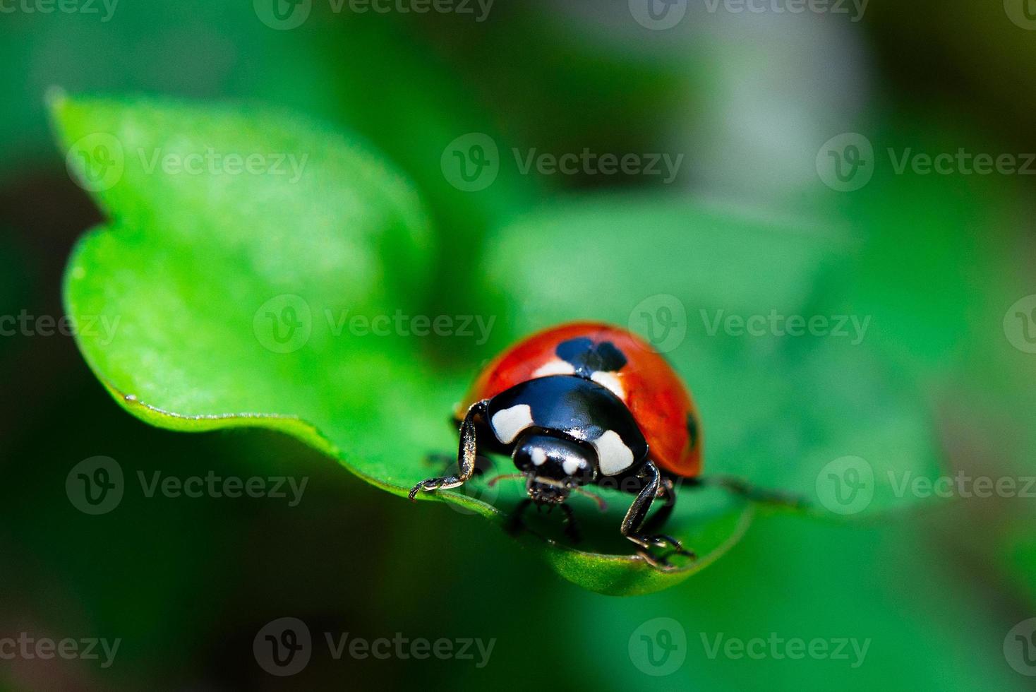 mariquita en la hoja foto