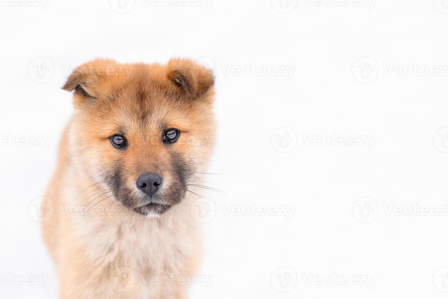 akita japonés inu lindo cachorro retrato foto