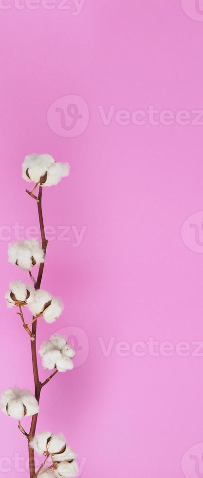 Natural Cotton flowers. white cotton balls flower branches and pink