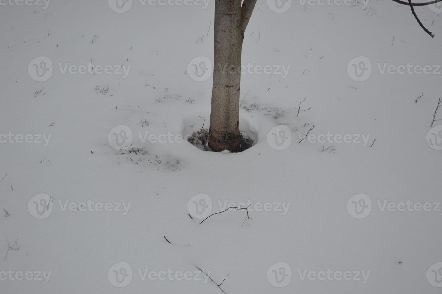 Snow-covered city, trees, animals when it snowed photo