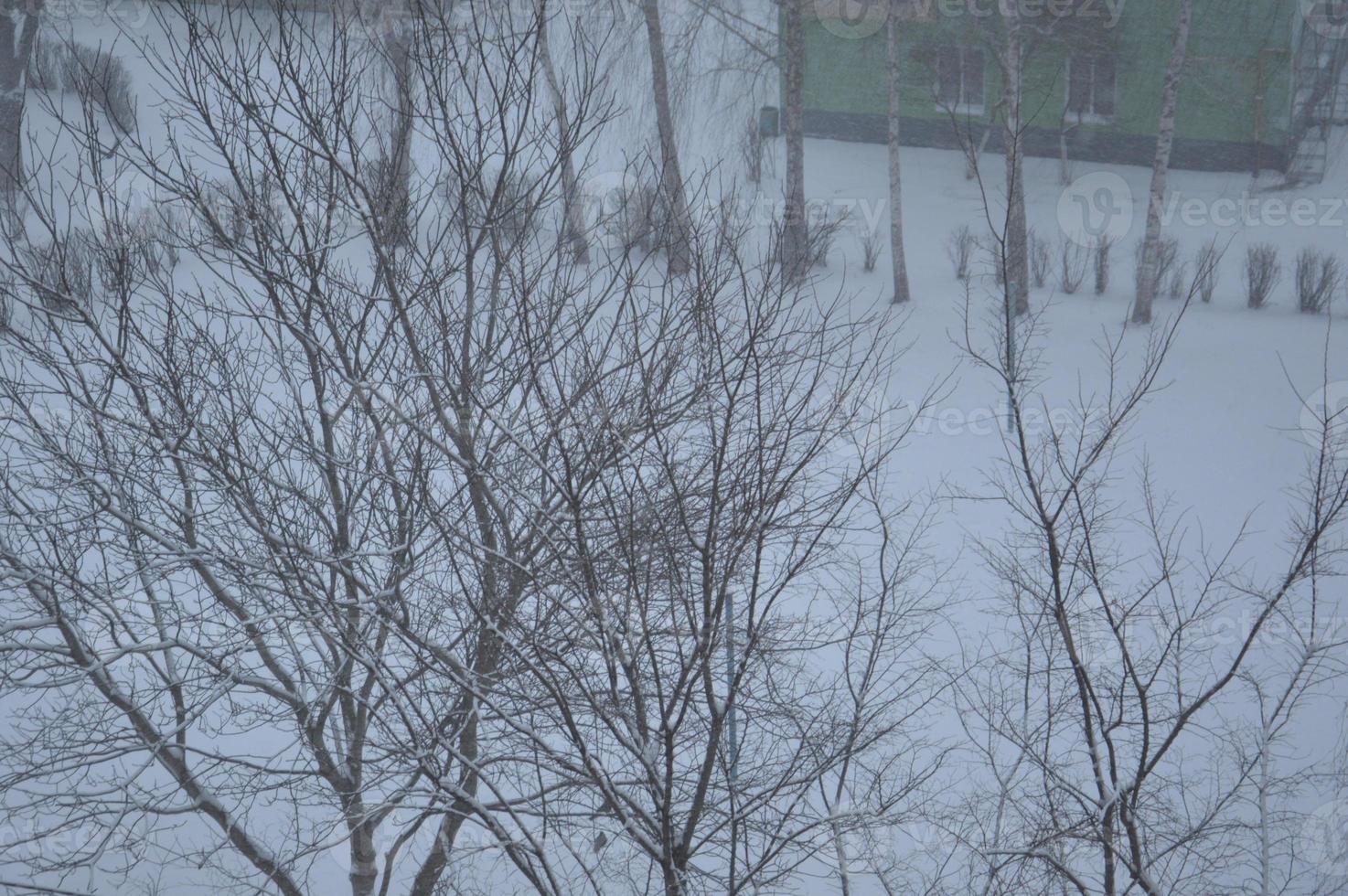 Snow-covered city, trees, animals when it snowed photo