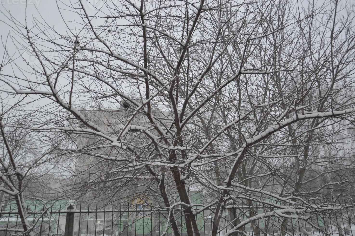 Snow-covered city, trees, animals when it snowed photo