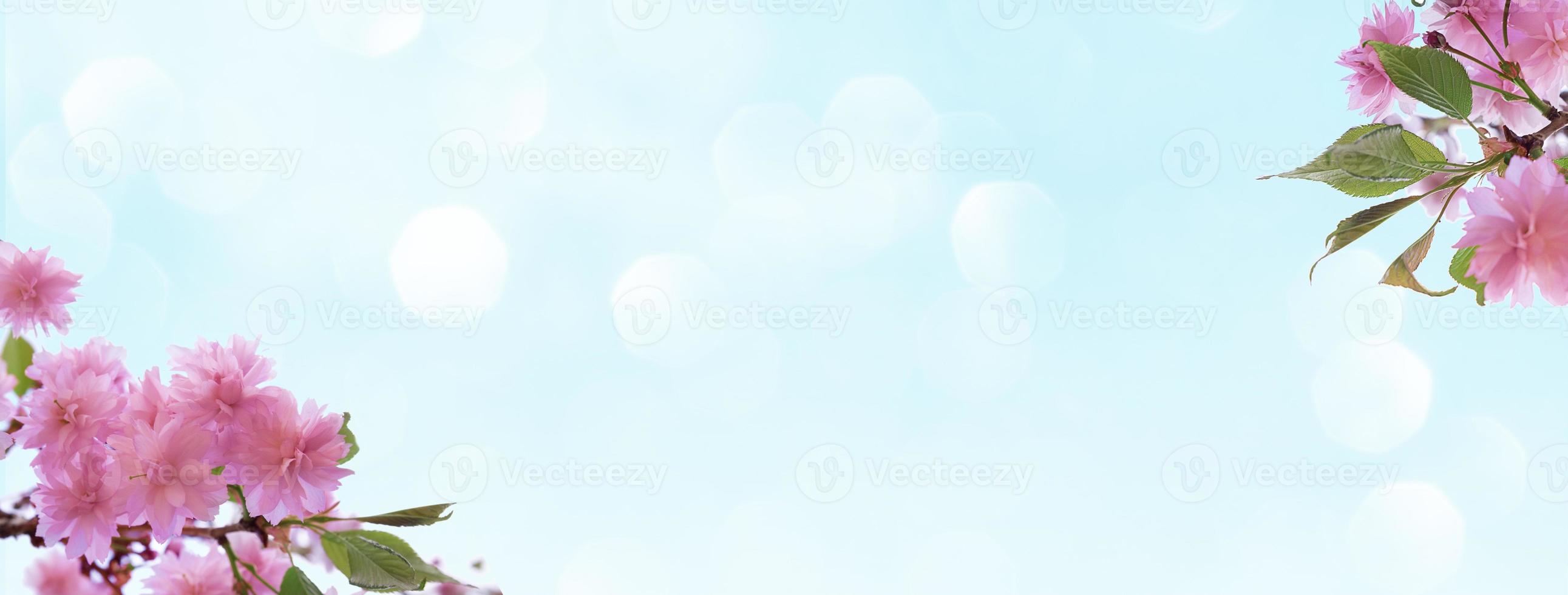 Spring cherry blossoms on blue sky background with bokeh. Spring backdrop with copy space photo