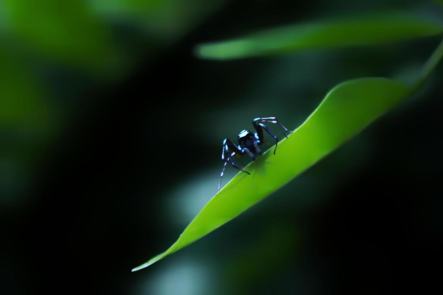 Close up photo of a small blue and white spider on a green leaf