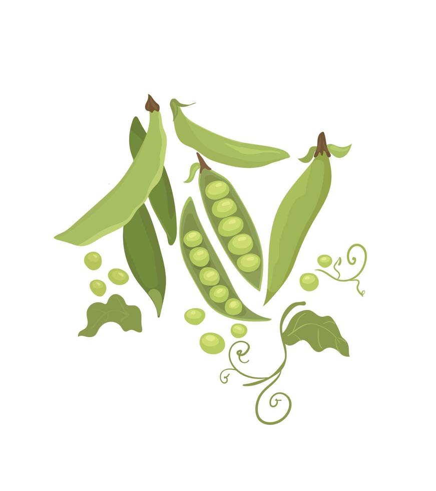A set of peas and pods. Green peas on a white background. vector