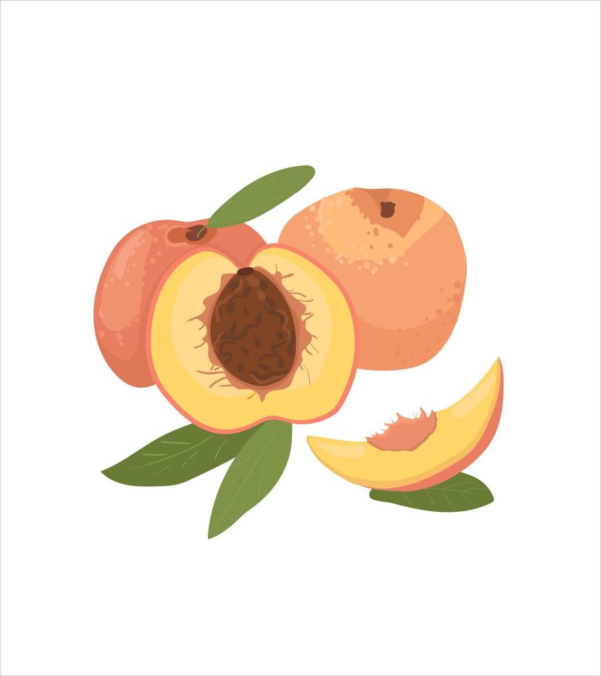 melocotón vector.melocotón sobre un fondo blanco. durazno entero y medio. fruta fresca de dibujos animados. vector