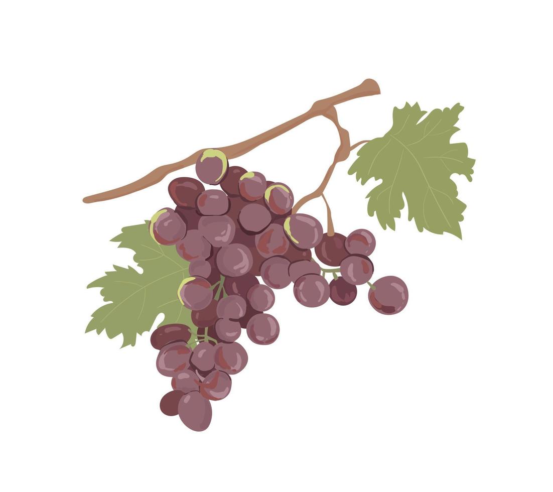 Purple and red grapes illustration - purple grape with stem and leaf isolated on white background. Bunch of grapes. vector