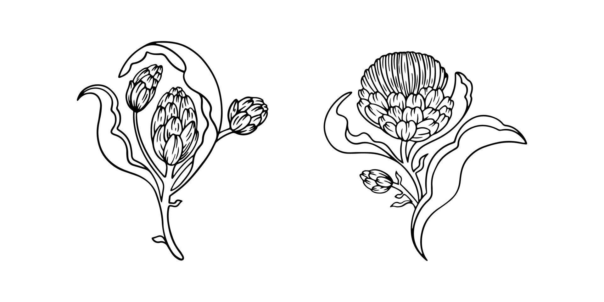 Hand drawn artichoke isolated on white. Vector line art illustration of artichokes with leaves