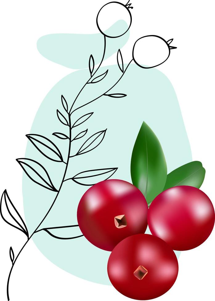 Cranberries collage illustration vector