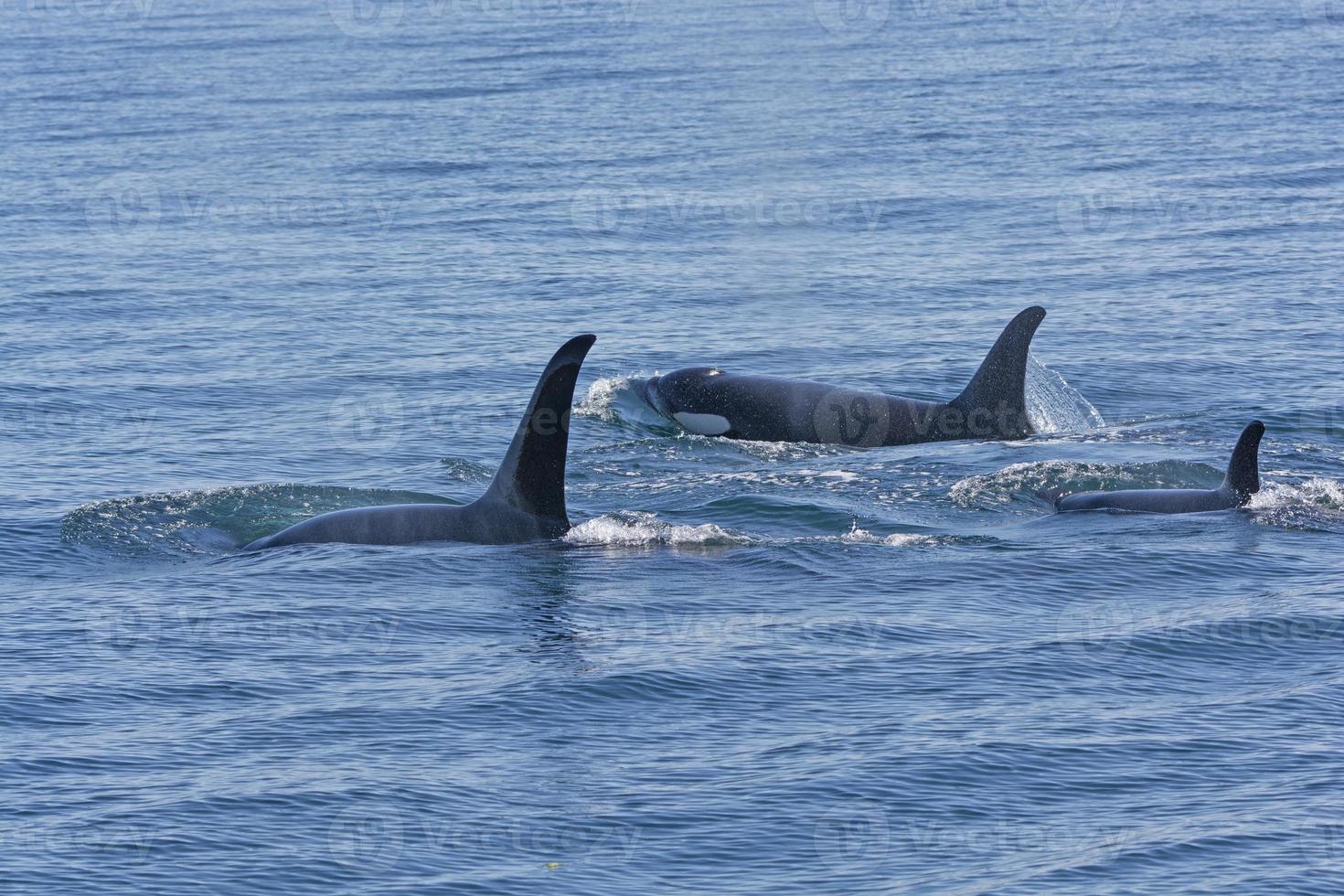 Orca Family Swimming in the Ocean photo