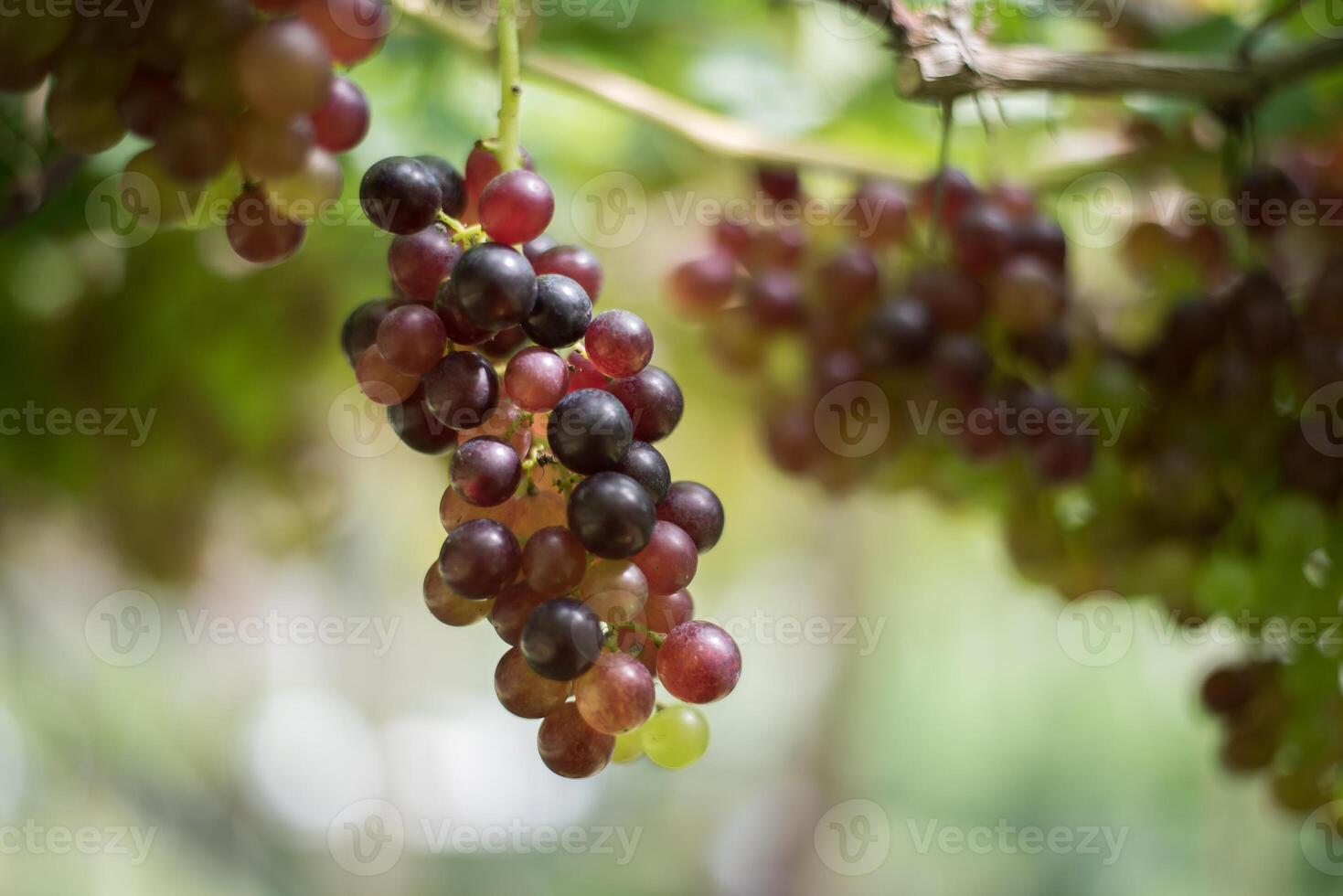 grapes in the field. photo