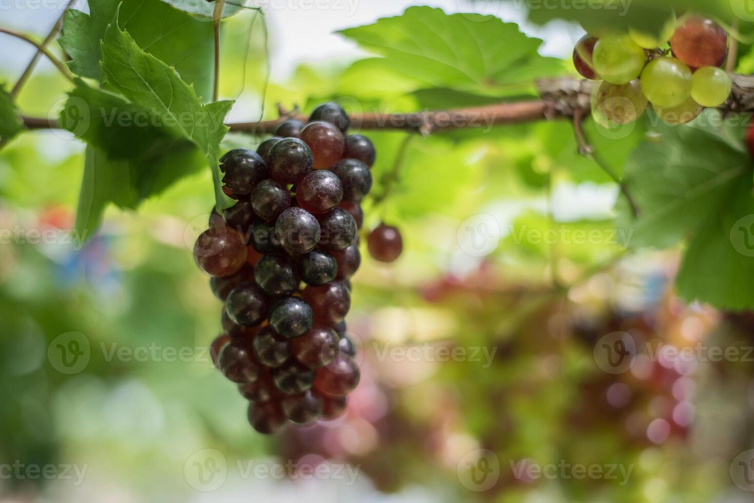 grapes in the field. photo