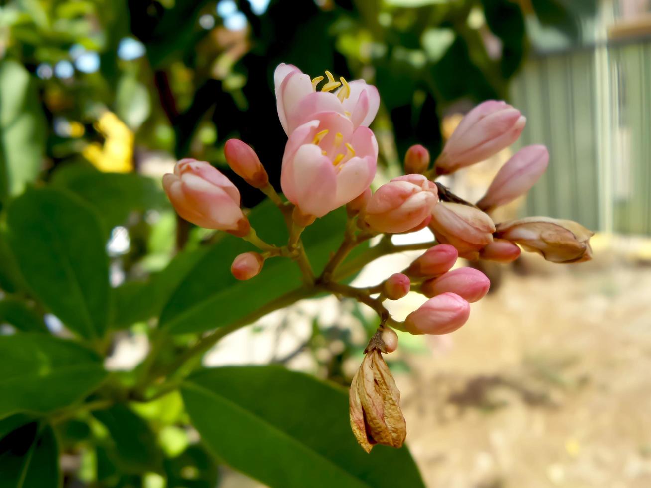 Red Buckeye flower is very beautiful when blooming and the color is so natural photo