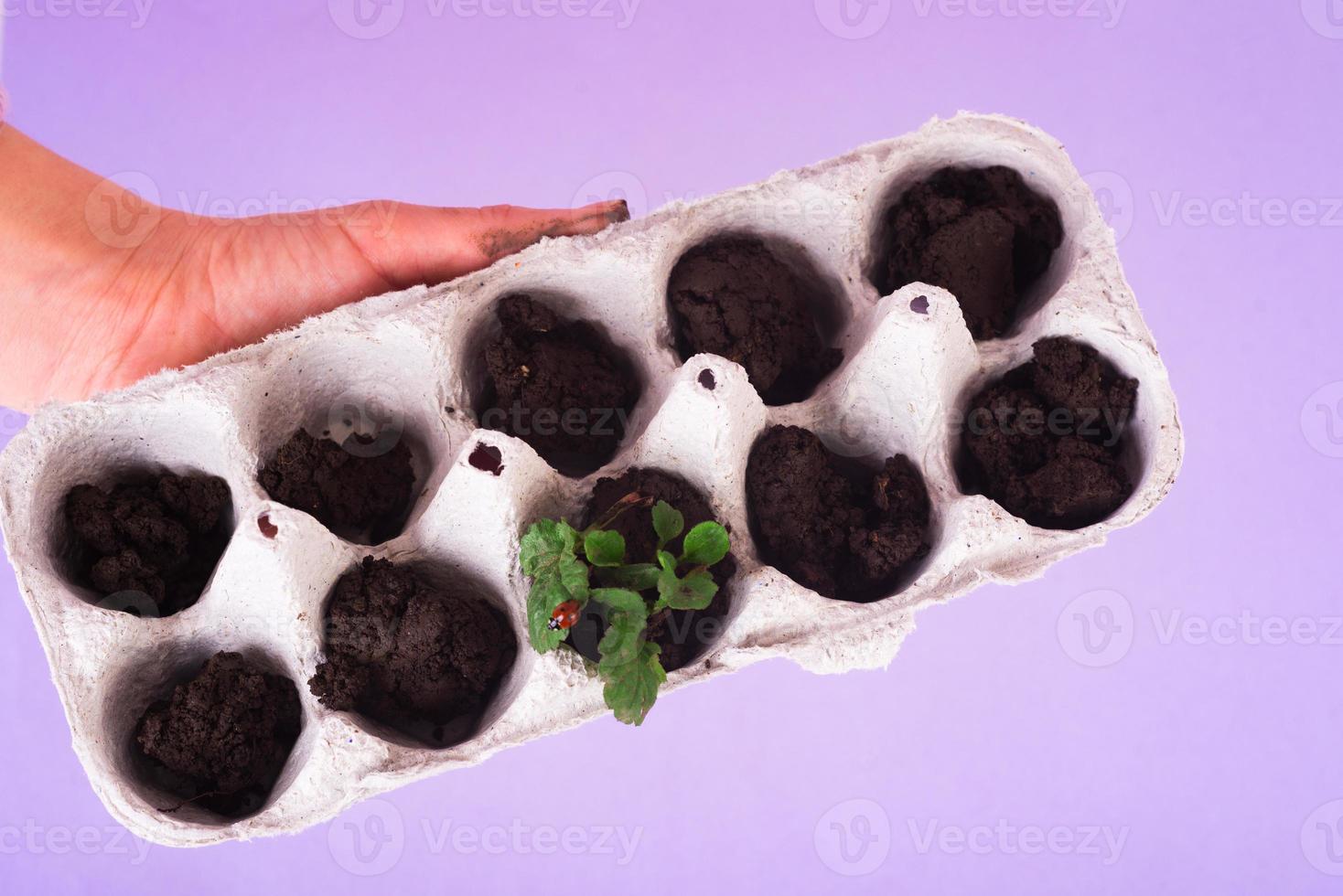 Small plats growing in carton chicken egg box in black soil. Break off the biodegradable paper cup and plant in soil photo