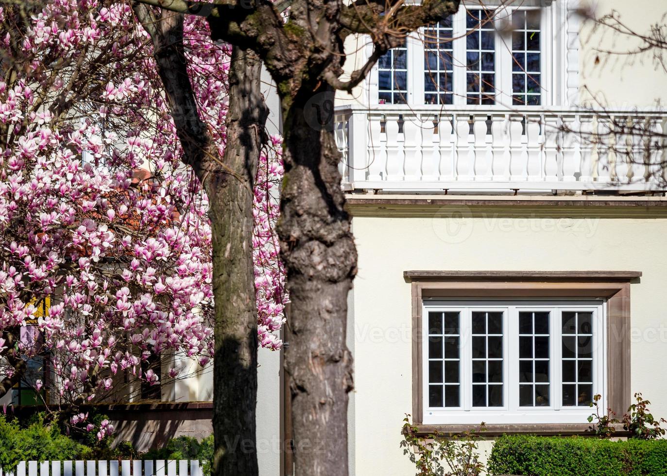 Blooming magnolias in the sunny park of Strasbourg. The amazing beauty of spring parks photo