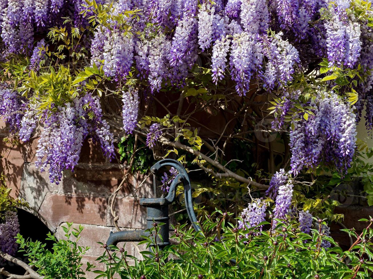 Beautiful violet glicinia flowering at springtime, Strasbourg photo