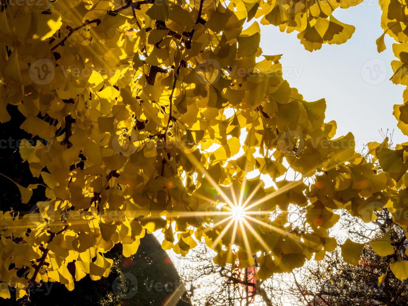 The bright yellow color of the leaves of the ginkgo tree through which sunlight passes. The combination of blue and yellow photo