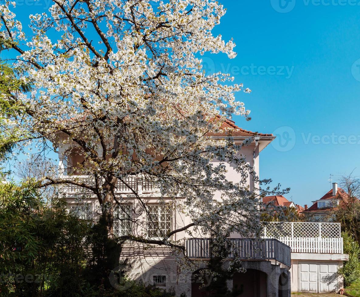 Cherry trees flowering at spring, Strasbourg, Alsace photo