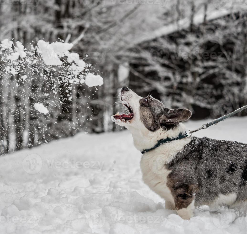 Funny corgi in the winter forest plays with snow. photo