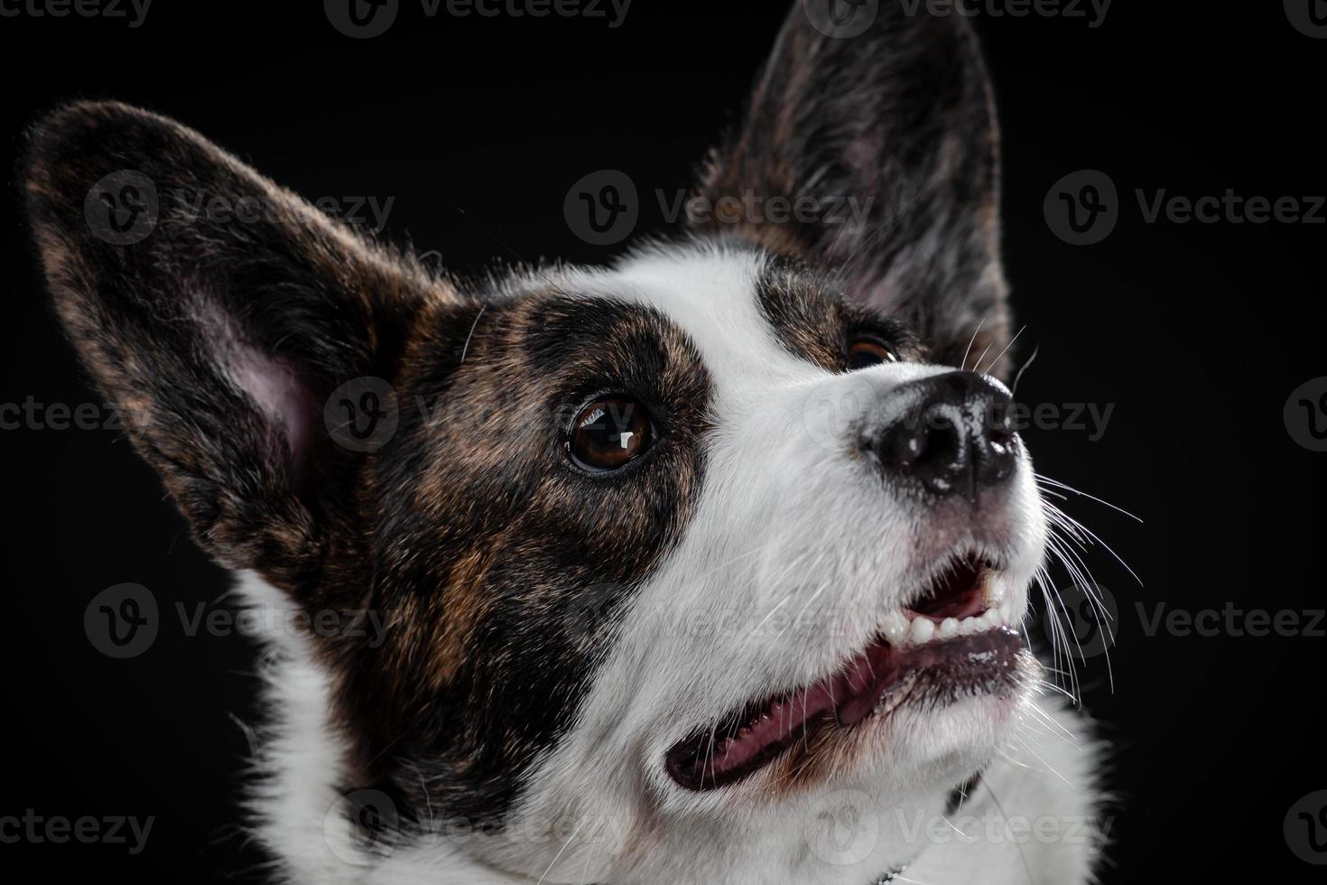 Beautiful brown corgi dog closeup emotional portrait photo