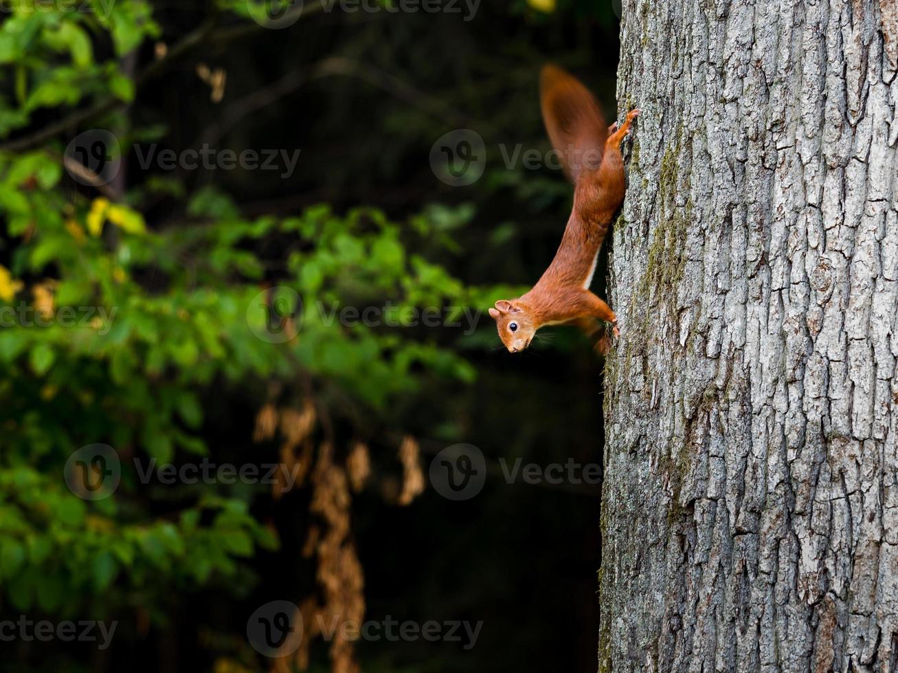 Beautiful young red squirrel on the trunk of a huge tree. photo