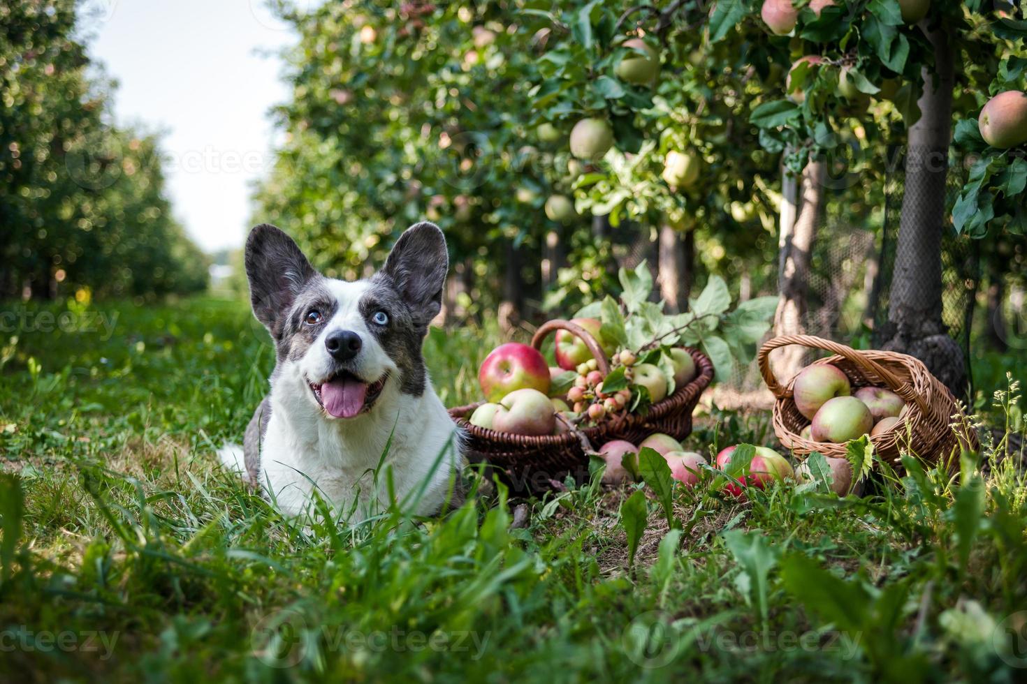 A corgi dog lies near a basket of ripe apples in a large apple orchard photo