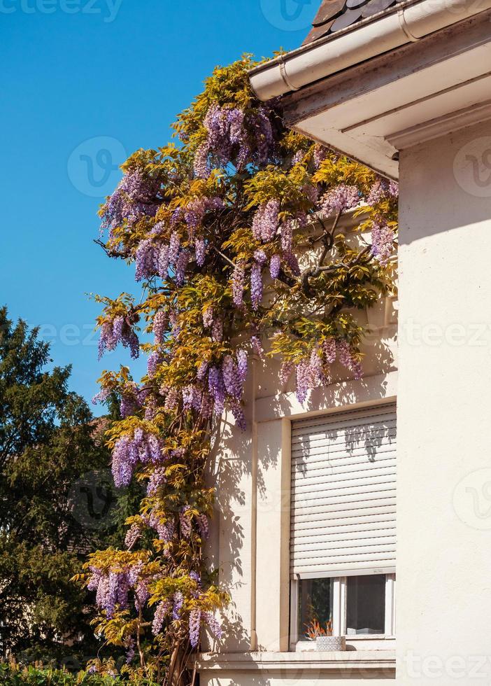 Stunning blooming lilac wisteria on the streets of Strasbourg. The colors of spring. photo