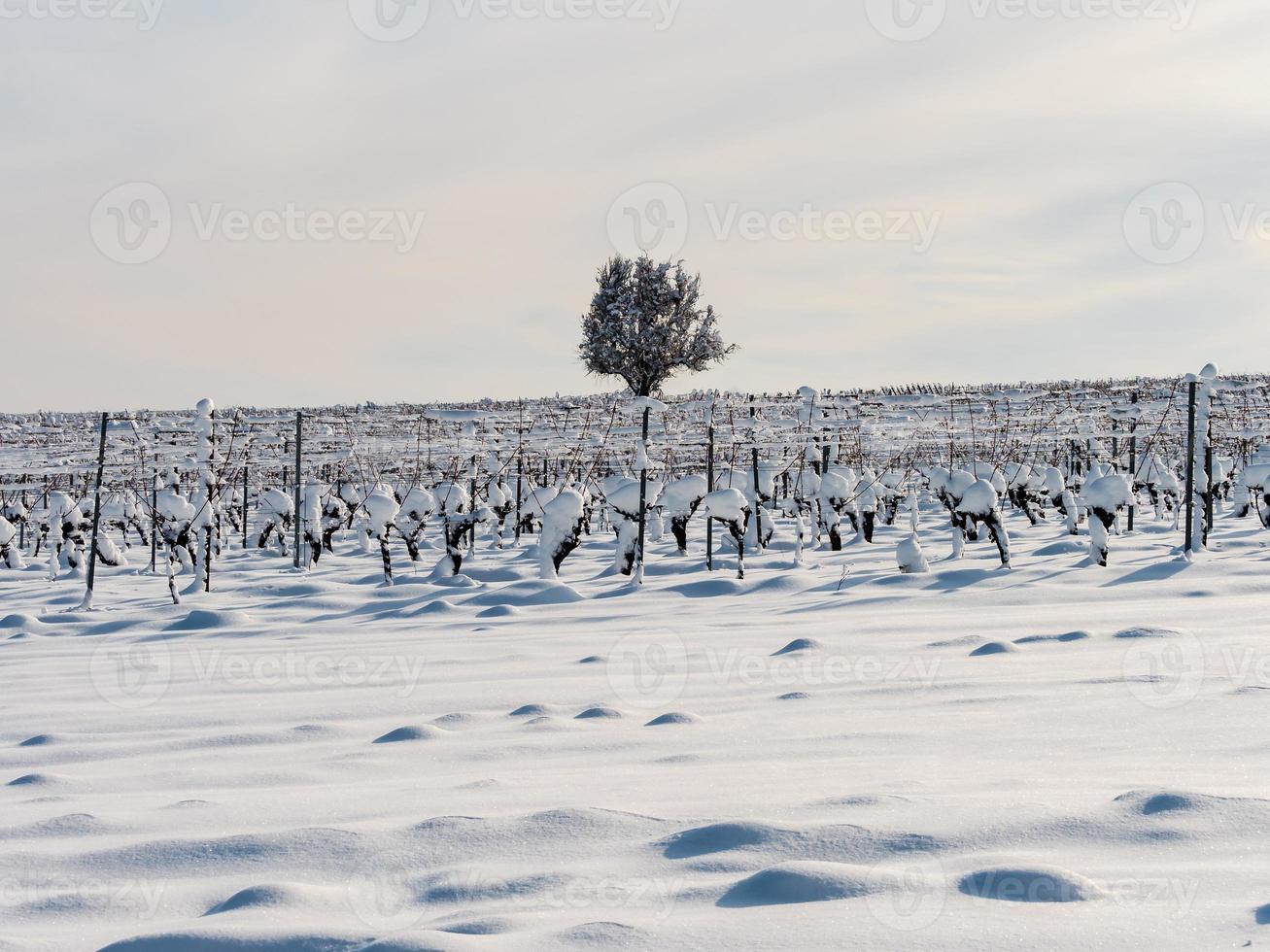 Alsace vineyards under heavy snow on a sunny winter day. Details and top view. photo