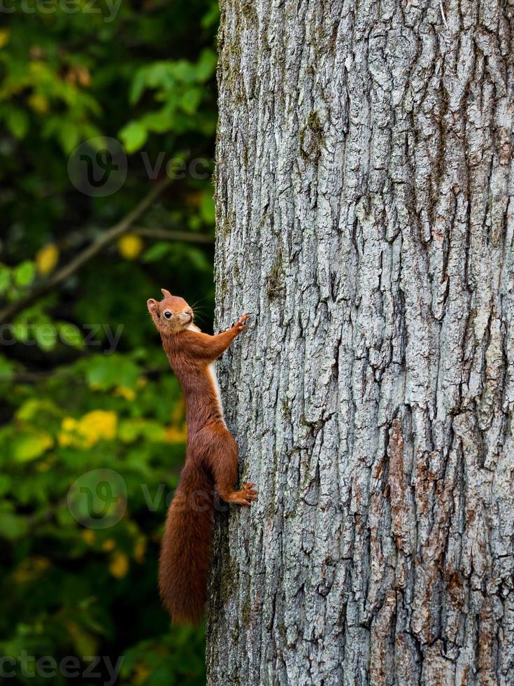 Beautiful young red squirrel on the trunk of a huge tree. photo