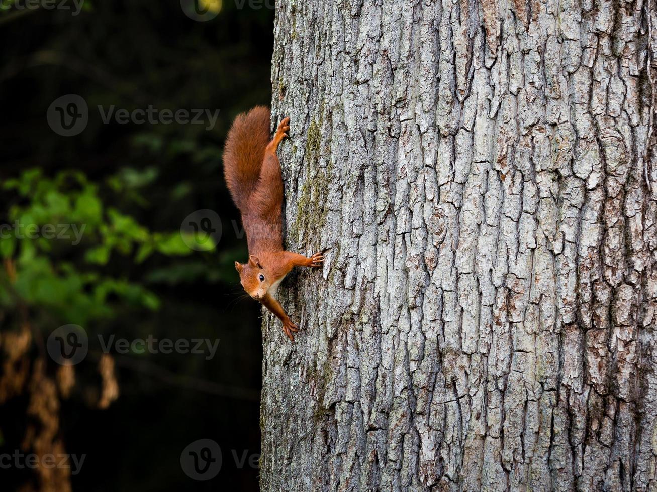 Beautiful young red squirrel on the trunk of a huge tree. photo