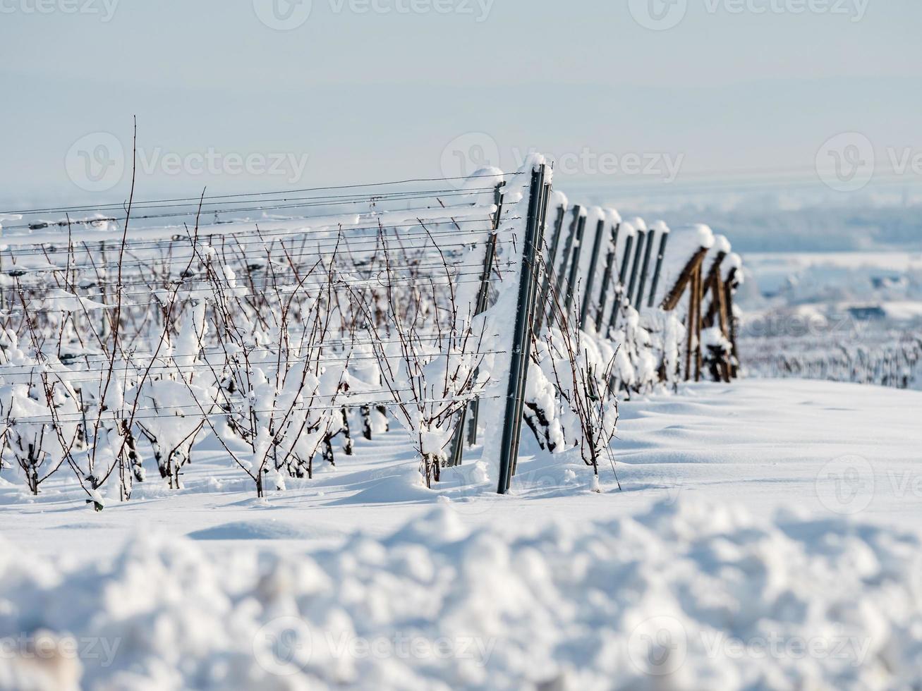 Alsace vineyards under heavy snow on a sunny winter day. Details and top view. photo