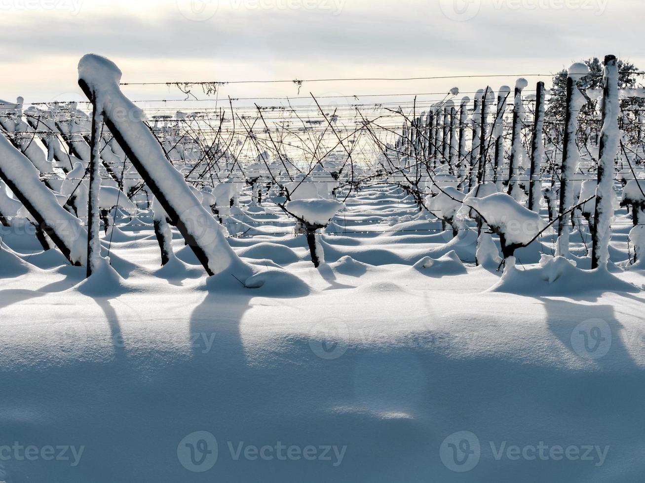 Alsace vineyards under heavy snow on a sunny winter day. Details and top view. photo