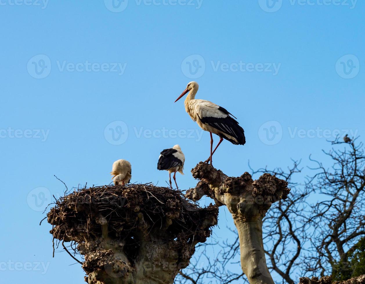 Beautiful white storks in the nest on blue sky backgroung, springtime photo