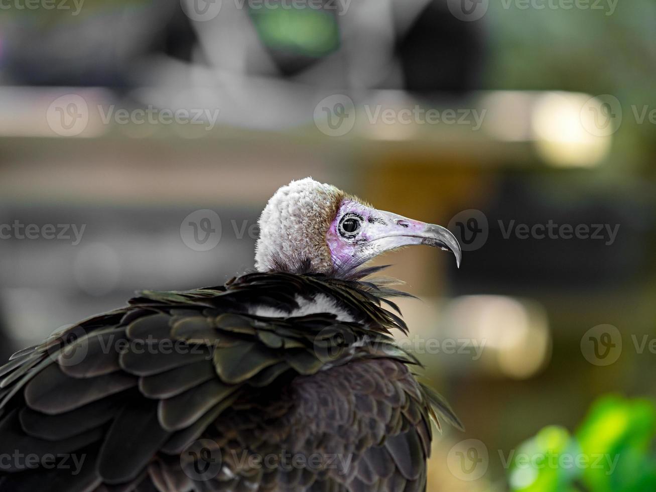 enorme disparo de águila de cerca de la flora y la fauna de los Vosgos foto