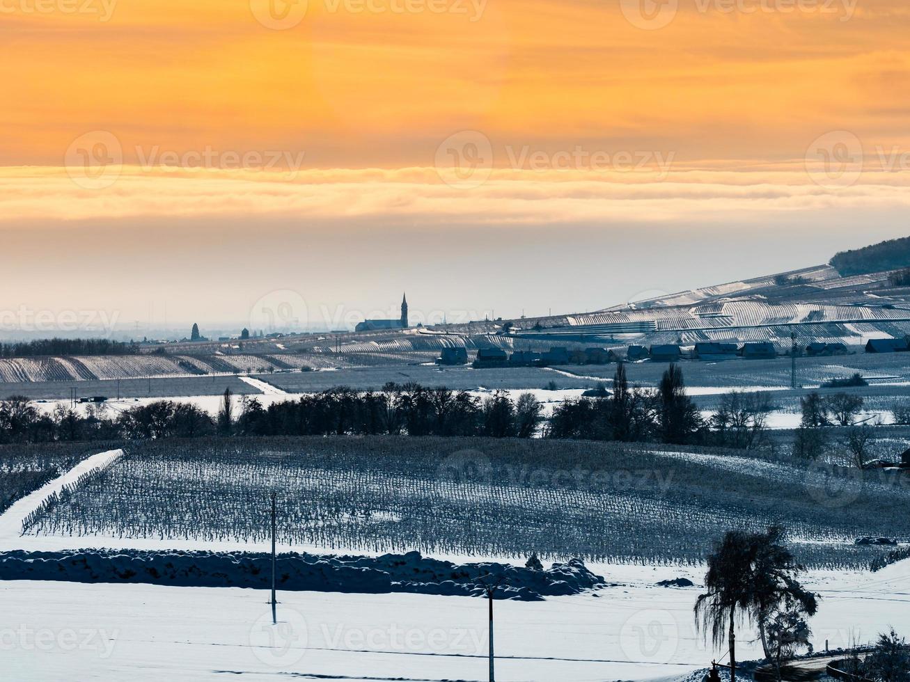 Alsace vineyards under heavy snow on a sunny winter day. Details and top view. photo