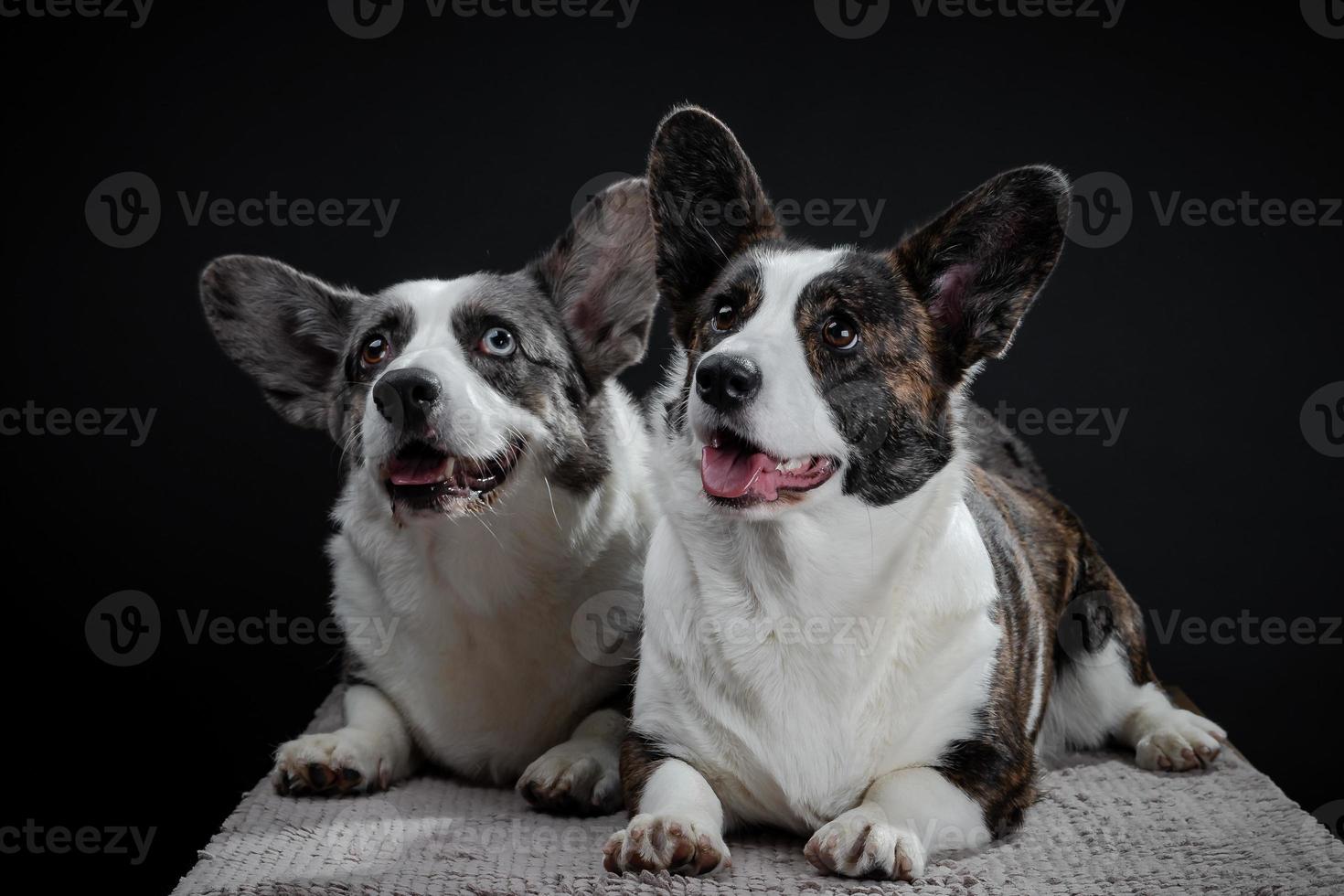 Two beautiful brown and grey corgi dogs posing in studio, isolated on black background photo
