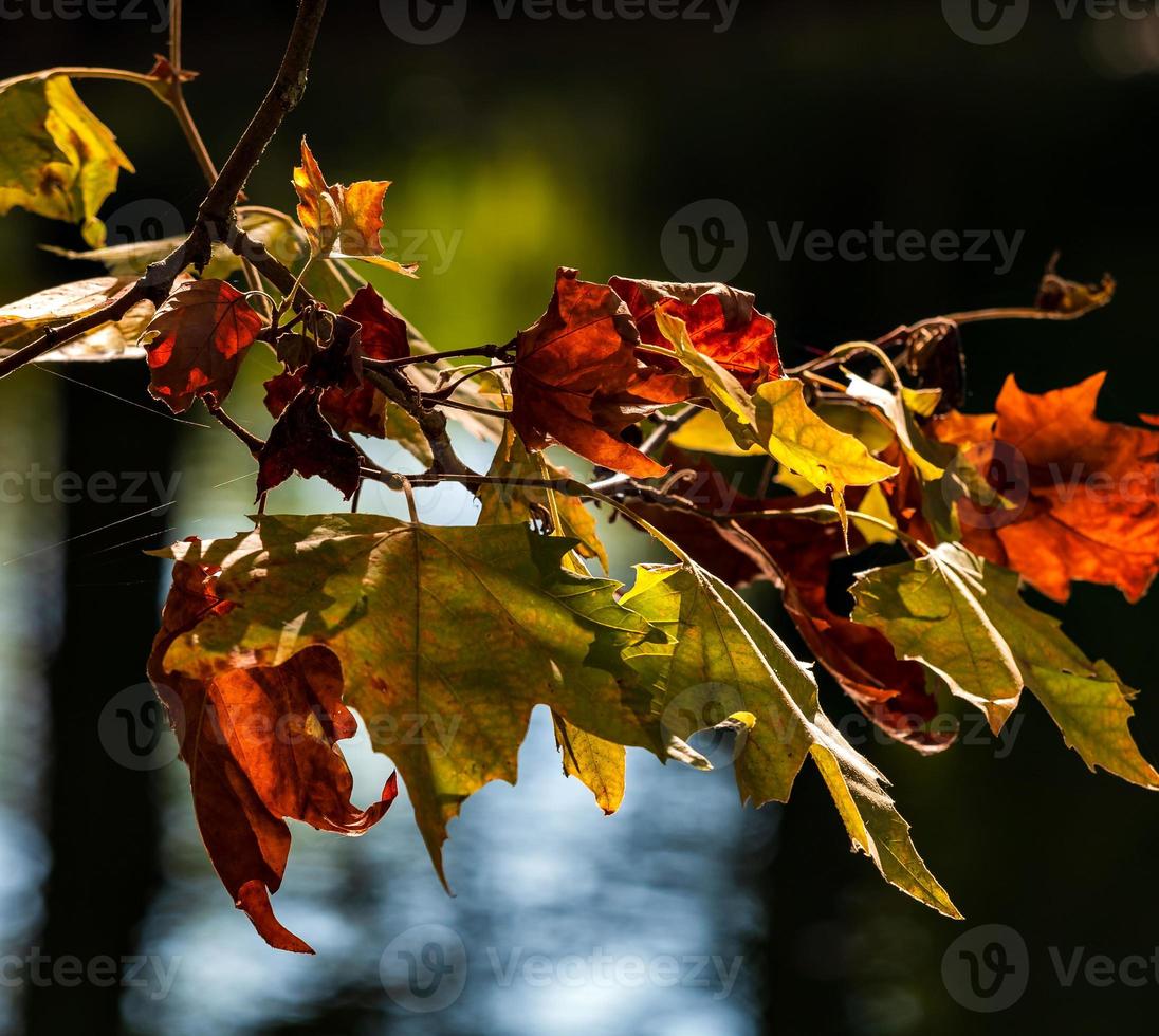 Pointed multicolored autumn maple and sycamore leaves. Close-up. photo