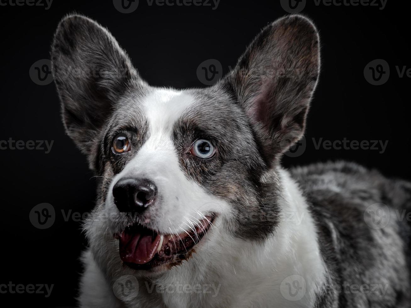 Beautiful grey corgi dog with different colored eyes closeup emotional