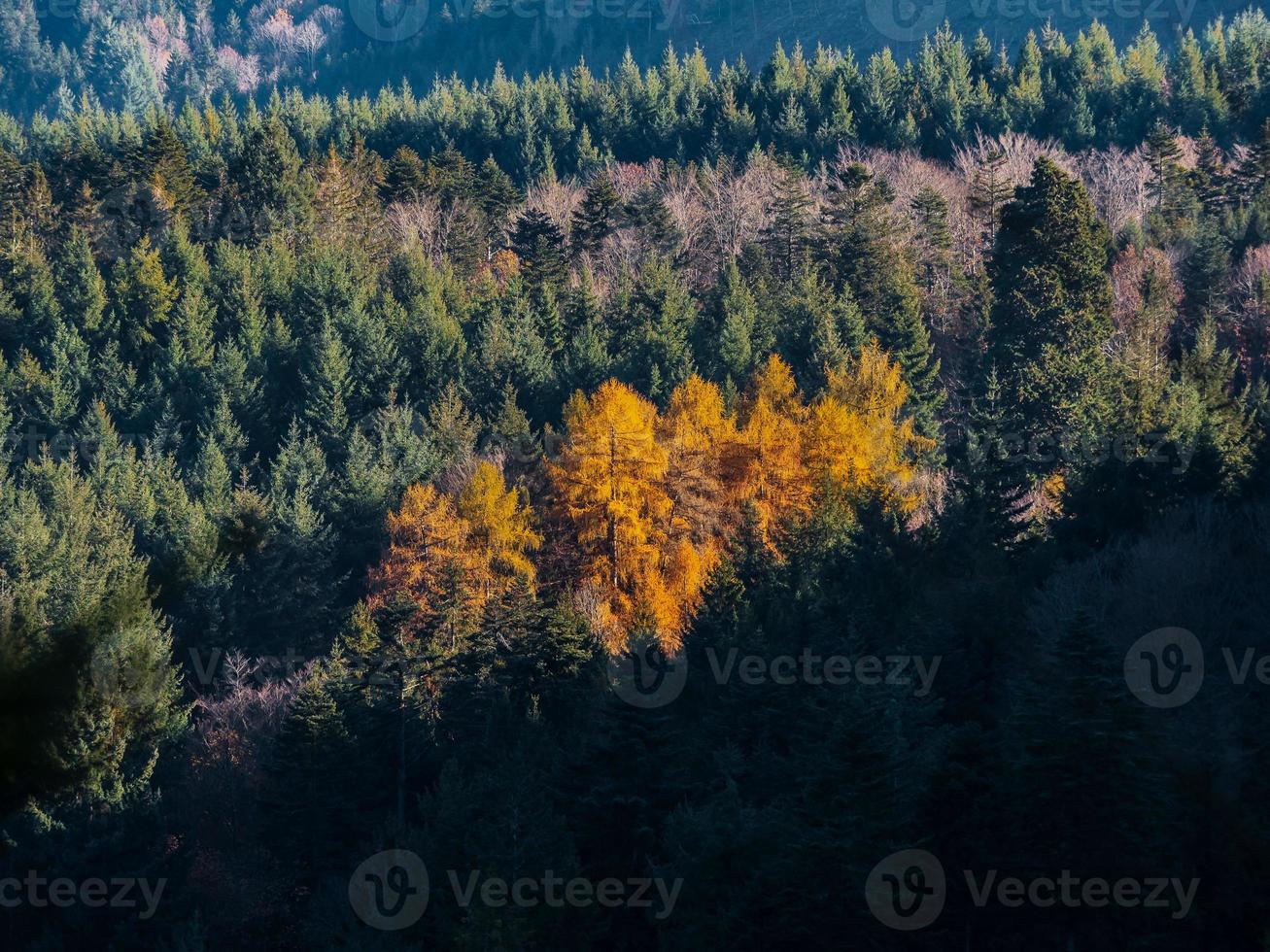 Bright autumn colors in the Vosges mountains. Alsace. photo