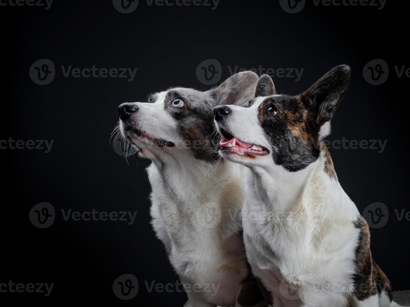 Two beautiful brown and grey corgi dogs posing in studio, isolated on black background photo