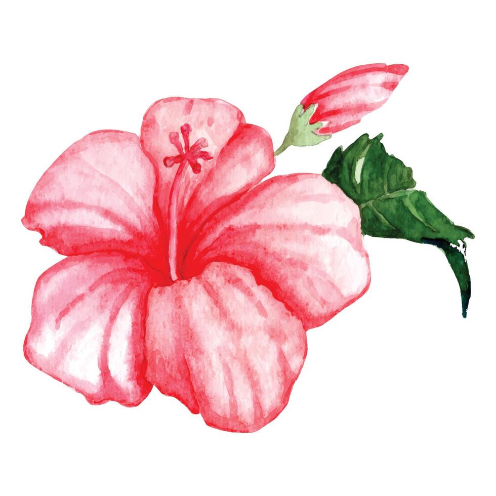 Watercolor hibiscus flower vector