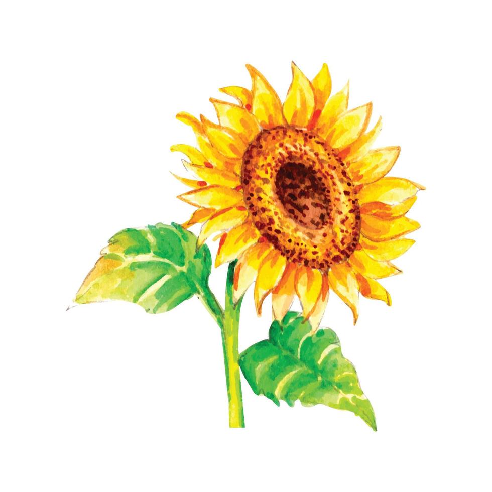 Popular Watercolor Sunflowers vector
