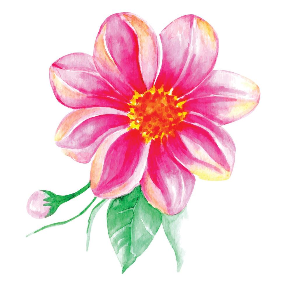 Zinnia Flowers Leaves Floral Watercolor vector