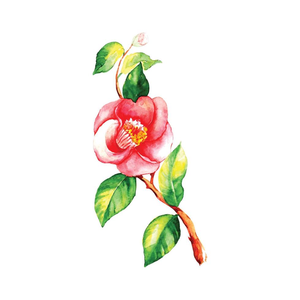 Watercolor hand drawn camellia flower. vector