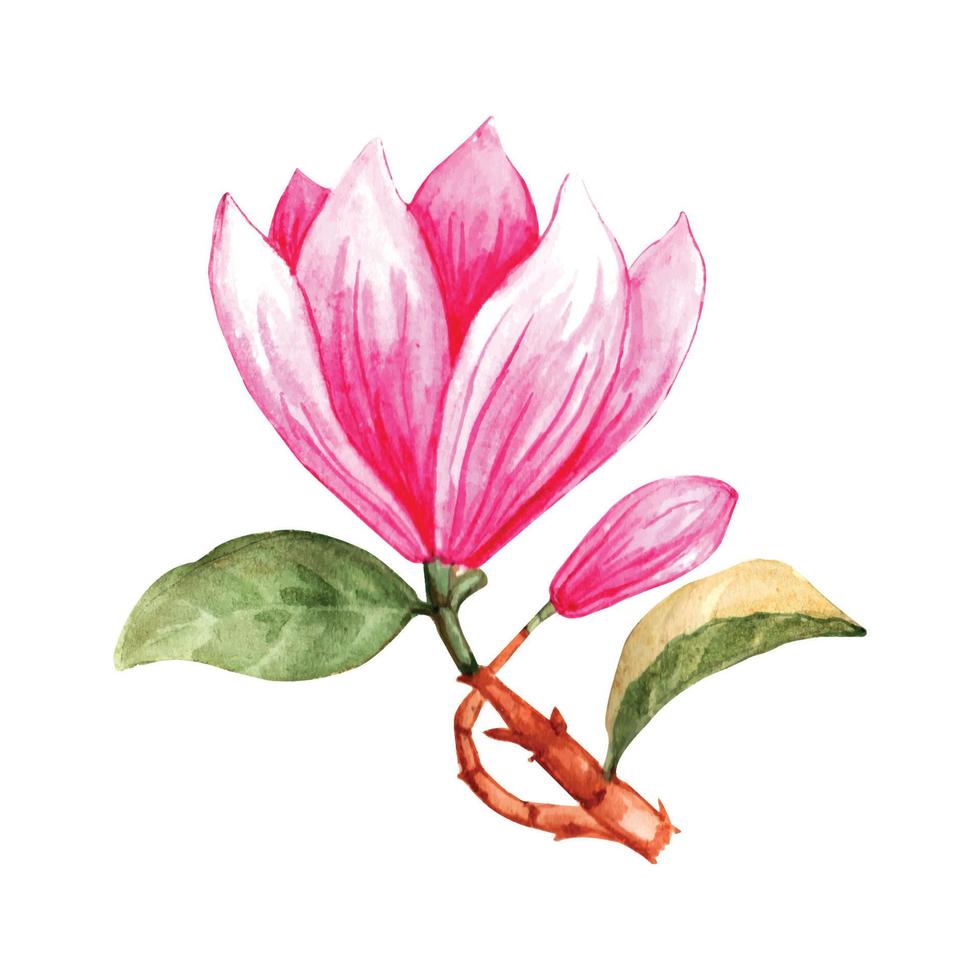 Magnolia watercolor flowers vector