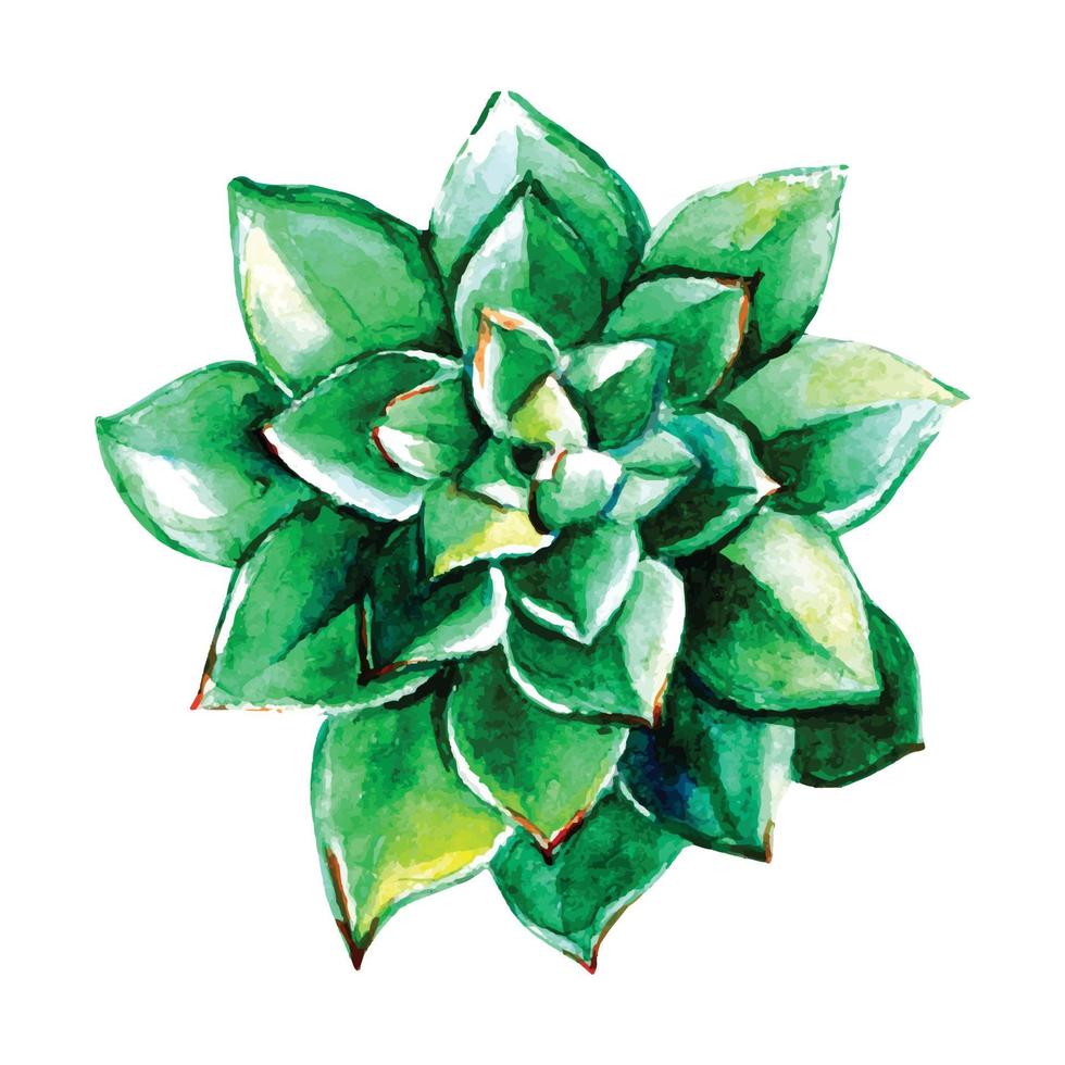 watercolor succulent flowers vector