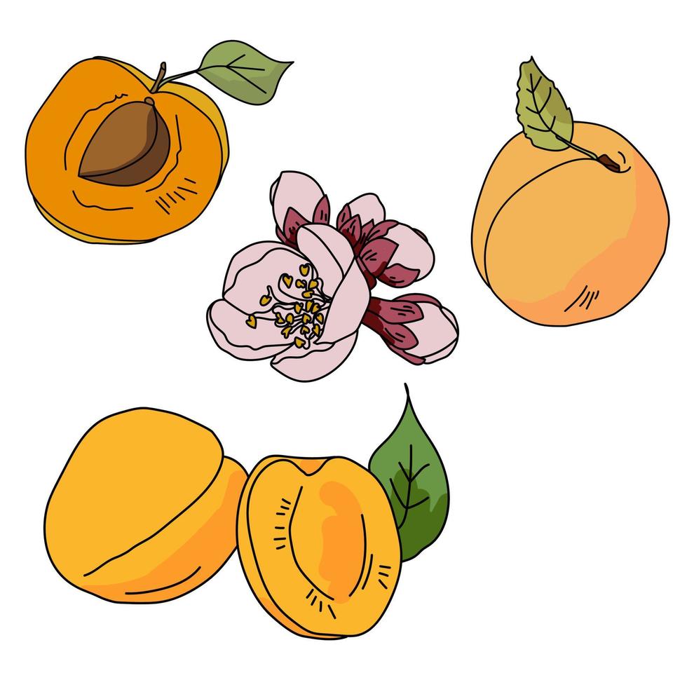 A set of apricots in different variations, whole fruit, apricot with stone, flowering twig, fruits with leaves vector