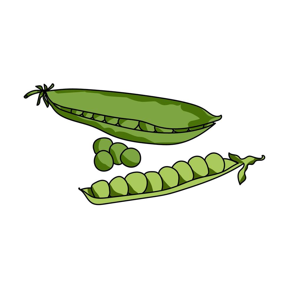 conjunto de guisantes verdes, cosecha de verduras, ilustración de dibujo a mano vectorial vector